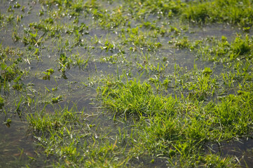 Flooded field, Pembrey, Carmarthenshire, Wales