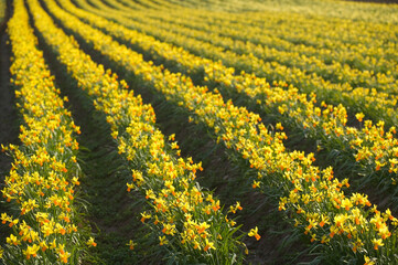 Field of daffodils, Tenby, Pembrokeshire, Wales