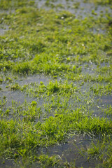 Flooded field, Pembrey, Carmarthenshire, Wales