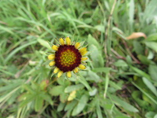 Beautiful picture of flowers of great beauty and good smell