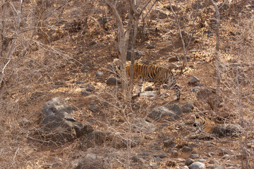Ladali and her cub in the forest of Ranthambore Tiger Reserve