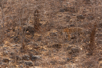Tigress Ladali and her cub moving in forest of Ranthambore Tiger Reserve