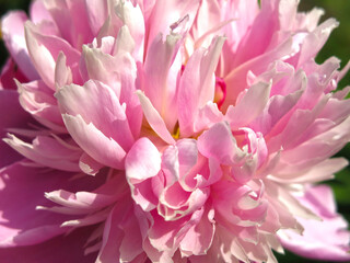lush pink peonies bloom in the garden in summer