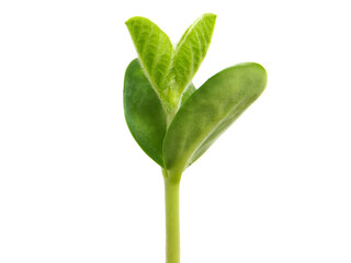 Young soybean plant isolated on white, Glycine max