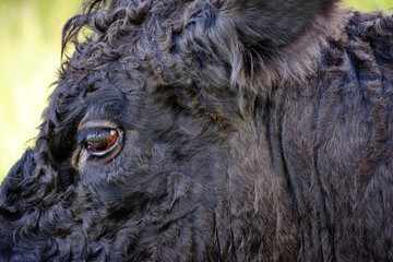 Close-up of a part of head of a black Highland cattle cow in very tall grass. Cattle come in different colors and this is an example of a black coated one