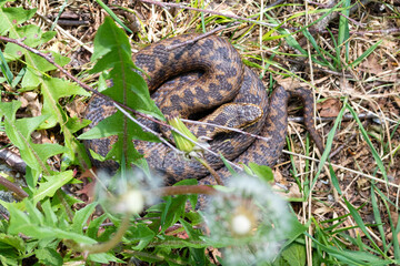 snake in the grass