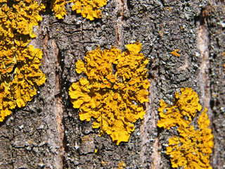 Orange lichen, Xanthoria parietina, growing on tree bark