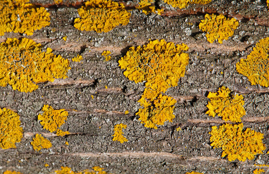 Orange lichen, Xanthoria parietina, growing on tree bark	