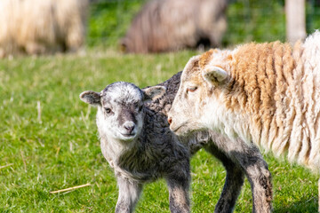 Naklejka na ściany i meble two young sheep lamb in the meadow