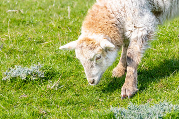 young sheep lamb in the meadow