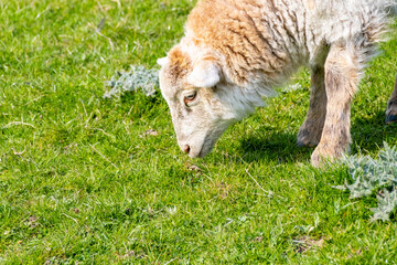 Naklejka na ściany i meble young sheep lamb in the meadow