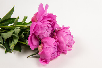 bouquet of pink peonies on a white background. background with pink flowers. peonies on the table