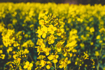 yellow rapeseed field