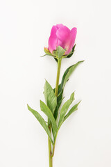 One Pink peony isolated on white background