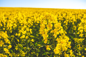 Obraz premium yellow rapeseed field