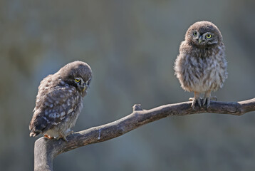 Adults and young little owls ( Athene noctua) are photographed near the nest in a natural habitat.