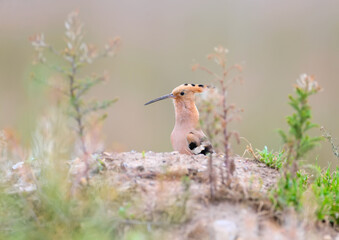 A close-up photograph of hoopoe on a blurry background in a natural habitat. Bright colors and soft sunlight.