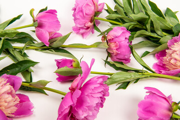 bouquet of pink peonies on a white background. background with pink flowers. peonies on the table