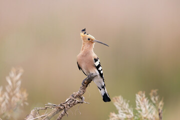 A close-up photograph of hoopoe on a blurry background in a natural habitat. Bright colors and soft...