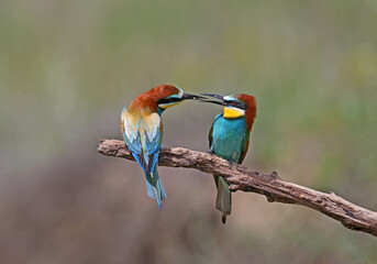Bee-eater ritual feeding of female