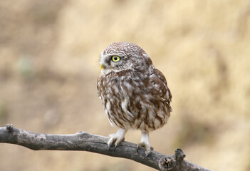 Adults and young little owls ( Athene noctua) are photographed near the nest in a natural habitat.