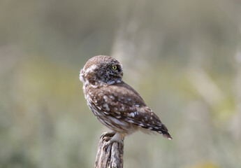 Adults and young little owls ( Athene noctua) are photographed near the nest in a natural habitat.