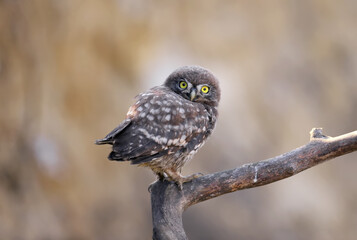 Adults and young little owls ( Athene noctua) are photographed near the nest in a natural habitat.
