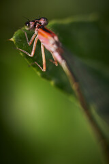 dragonfly on a leaf
