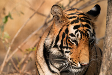 Fototapeta premium Closeup of Tigress T60 cub, Ranthambore Tiger Reserve