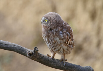 Adults and young little owls ( Athene noctua) are photographed near the nest in a natural habitat.