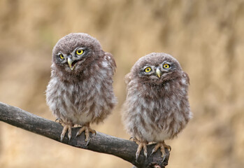 Fototapeta premium Adults and young little owls ( Athene noctua) are photographed near the nest in a natural habitat.