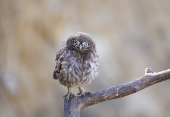 Adults and young little owls ( Athene noctua) are photographed near the nest in a natural habitat.