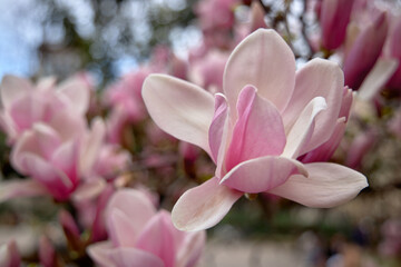 Obraz na płótnie Canvas Petals of pink light magnolia. Spring floral background. Blue sky