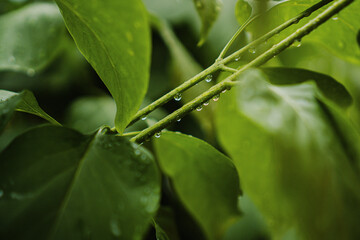 raindrops on green leaves of lilac in the summer in the garden