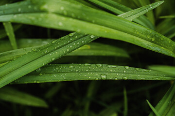 raindrops on green leaves in the summer in the garden