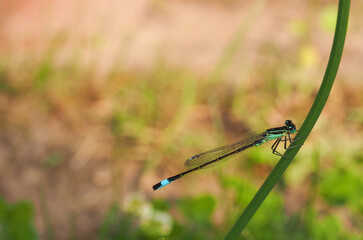 Blue tailed damselfly,  ischnura elegans, on a flower stem