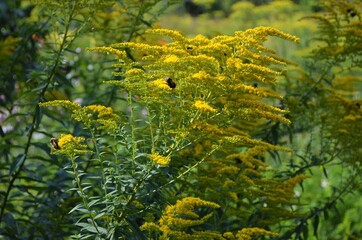 yellow flowers in the forest