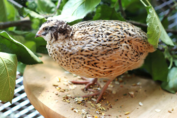 portrait of a beautiful quail
