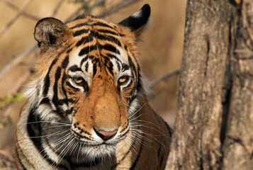 Closeup of T60 cub, Ranthambore Tiger Reserve