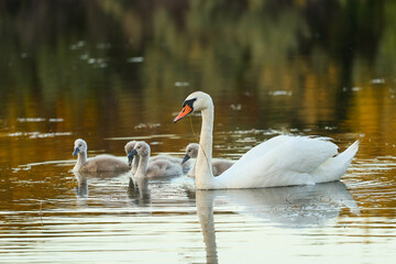swan on the lake