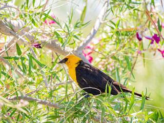 Close up of a cute Yellow-headed blackbird