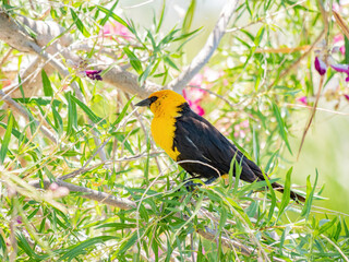 Close up of a cute Yellow-headed blackbird