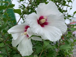 hollyhocks, white flowers, chandelier, pink filling, protruding long stalks