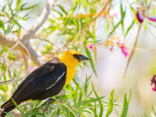 Close up of a cute Yellow-headed blackbird