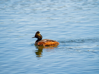 Close up shot of a Black-necked grebe swimming in a pond