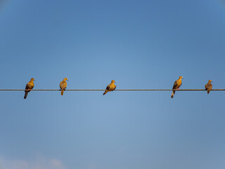 Close up shot of many doves resting on a pole