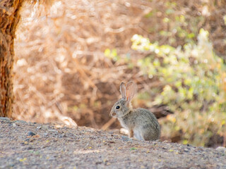 Close up shot of a cute Cottontail rabbit