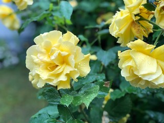 Rose gelb