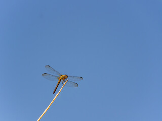 Close up shot of a Blue dasher resting