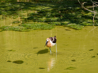 Close up shot of the American avocet